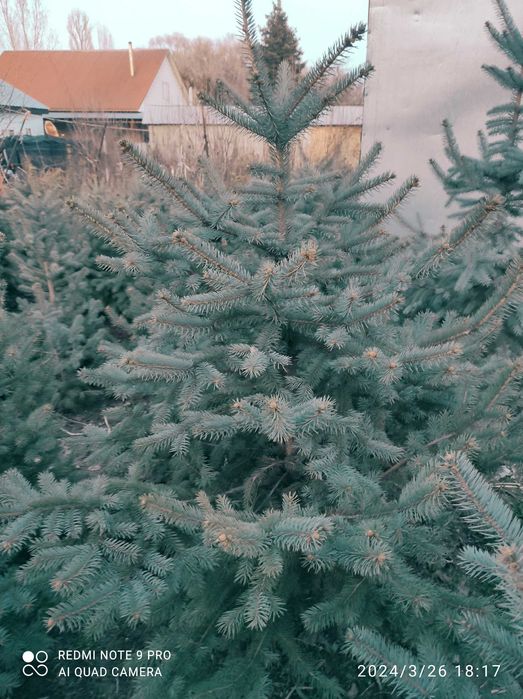 Продам саженцы плодовых деревьев