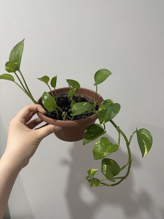 антуриум / мужское счастье