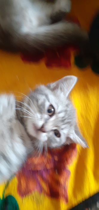 Котята девочки отдам в жобрые руки
