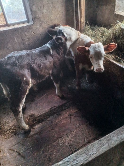 Ofer spre vanzare 2 taurasi de o saptamana si unu de 2 sapatamani