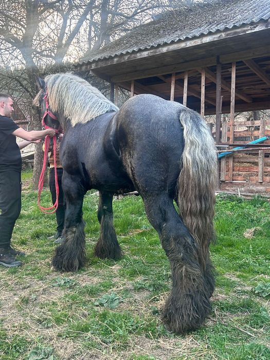 Armasar belgian pentru montă