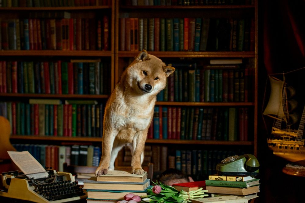 Сиба Ину кобель для вязки