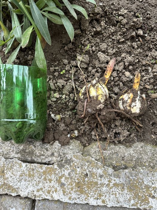 Градинско цвете бял Лилиум - бял Крем Lilium candidum