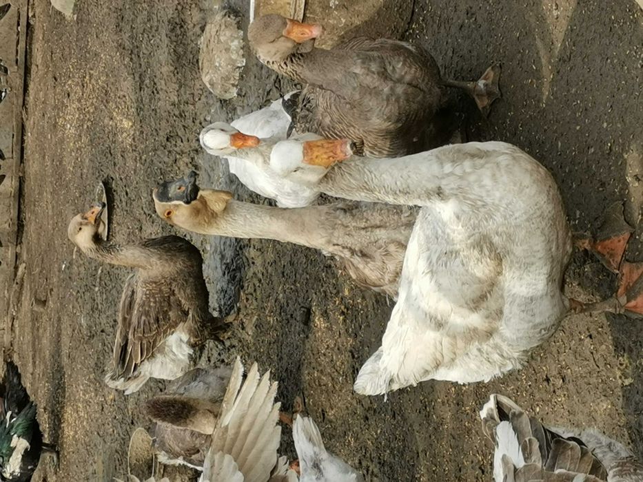 pasari ecologice de  vanzare =  gaste, rate, gaini