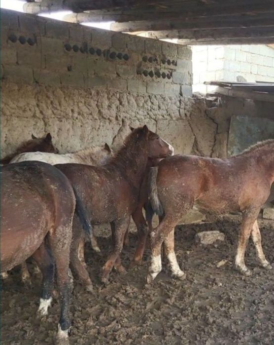 Соғым жілік 2700тг кун сайын