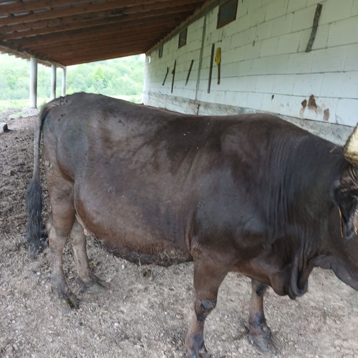 Vand vaca bruna de maramures