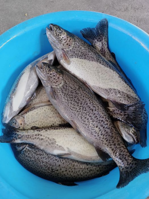 Свежая живая форель