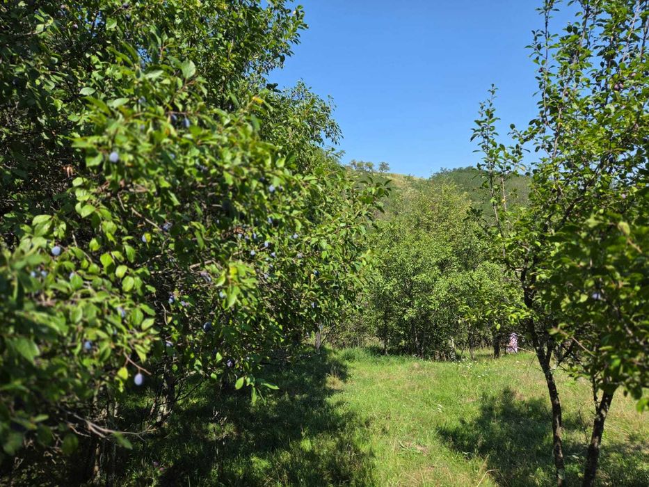 Teren intravilan de vânzare – Cacova Ierii, județul Cluj