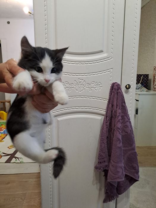 Кішкентай мысық бар ұрғашы