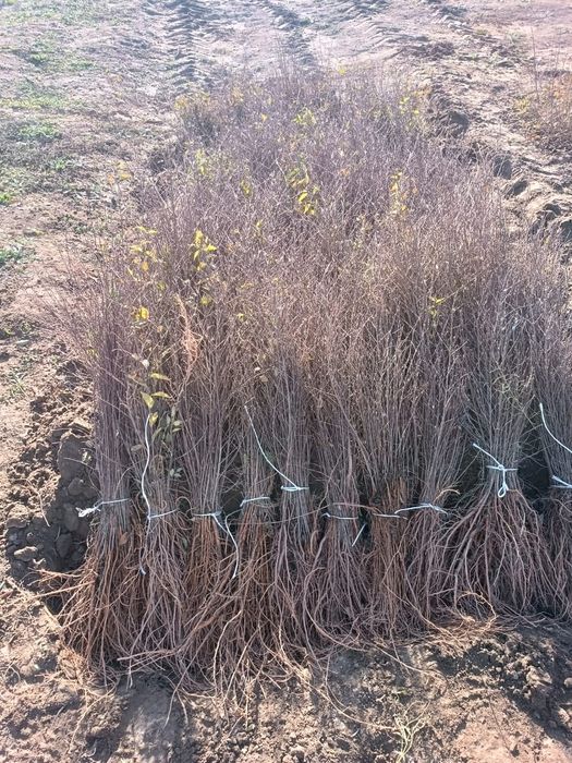 Сеянцы карагача (вяз)