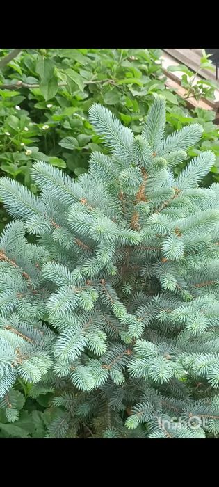 ель ,елка продам