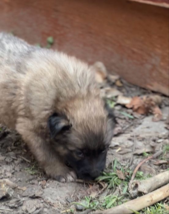 Щенки дрововые умные