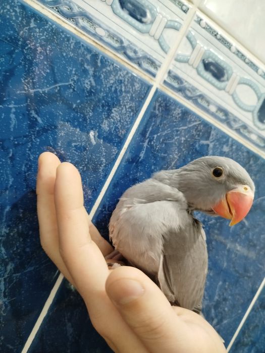 Ручной ожереловый попугай