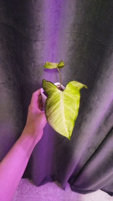 Продам хорошие веточки сингониума