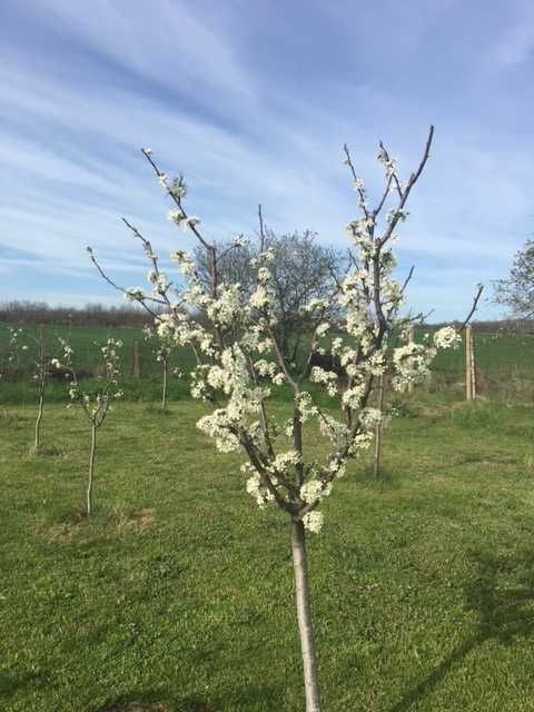 Продава се Къща в с. Горна махала, Област Пловдив - 52 кв.м за 568 €/кв.м - Снимка #2