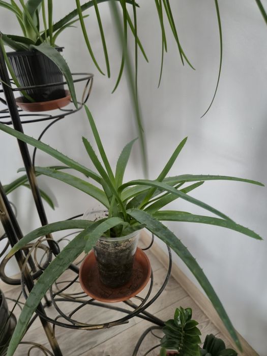 Алоэ, комнатное растение