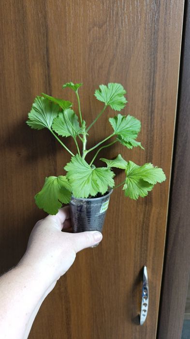 Королевская пеларгония кжби