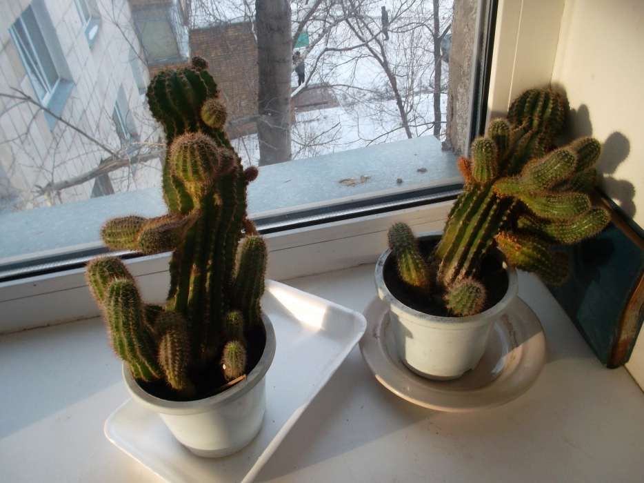 Цветок гипераструм