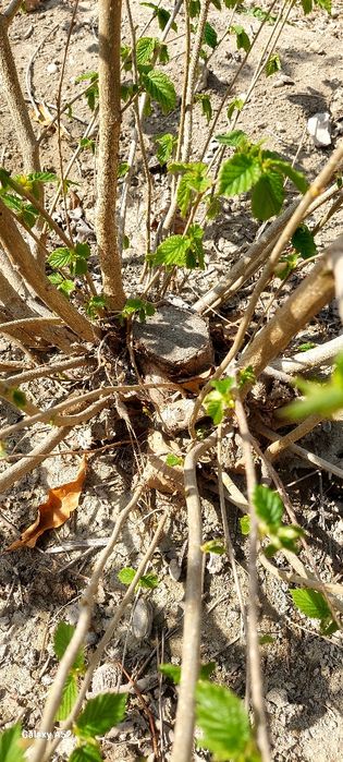 Фундук дарахти сотилади