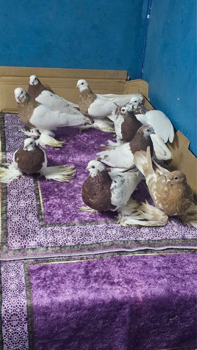 Продам летних голубей