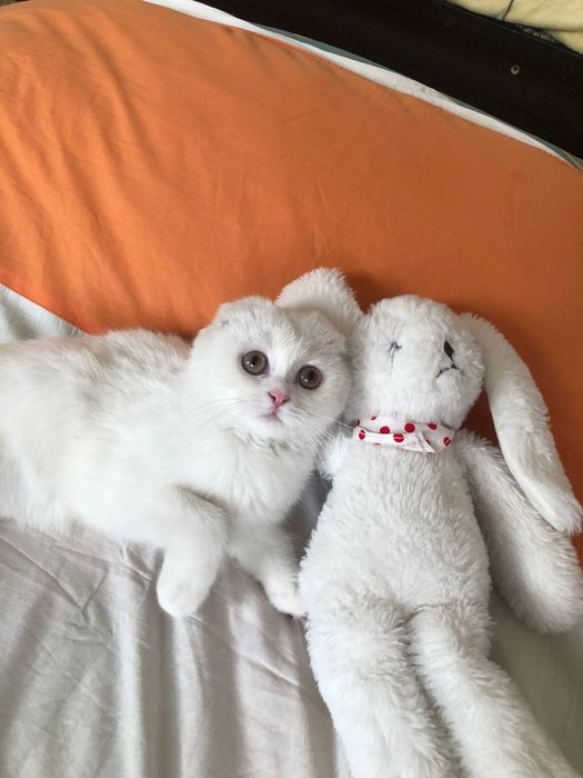 Продаётся кот скоттиш фолд