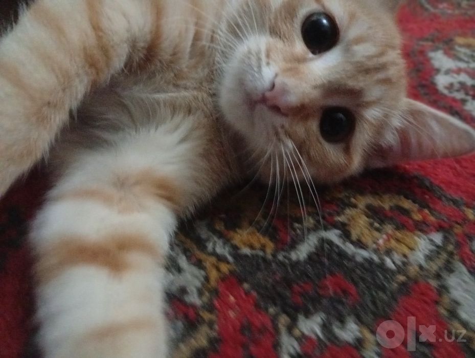 Активный, рыжий котёнок