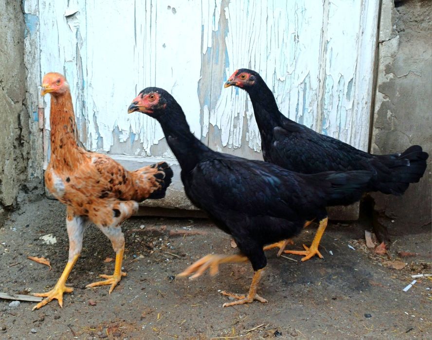 7 ойлик макиёнлар сотилади