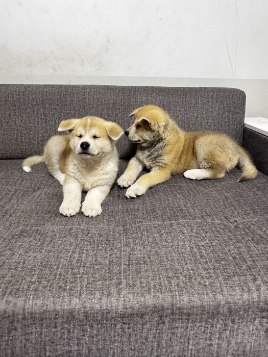 Щенки, кобель, порода акита ину, 2 месяца, 300$