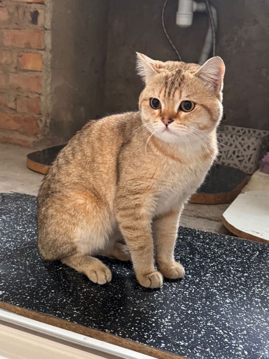 Продам кота  шиншилу