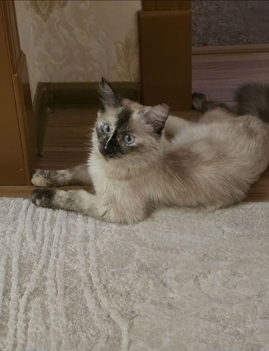 БЕСПЛАТНО - Tайская кошечка окраса Chocolate Point