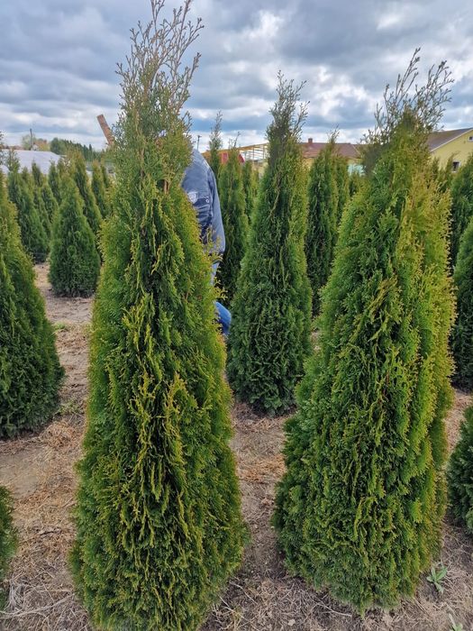 Tuia smaragd calitate extra