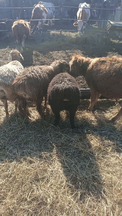 Продам кошкарчиков производителей