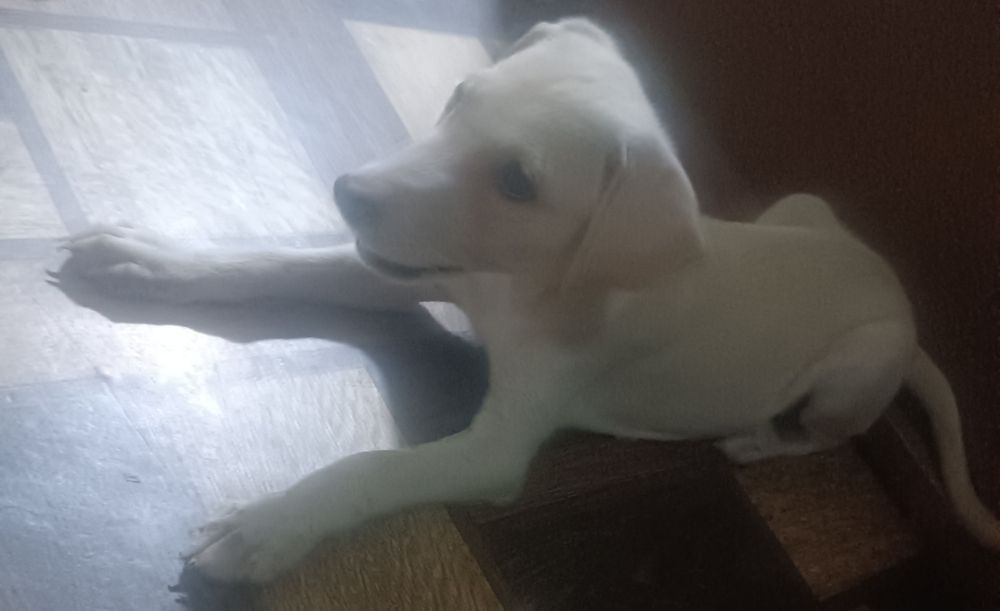 Пристраиваеться очень добрый и ласковый кот и собака тоже