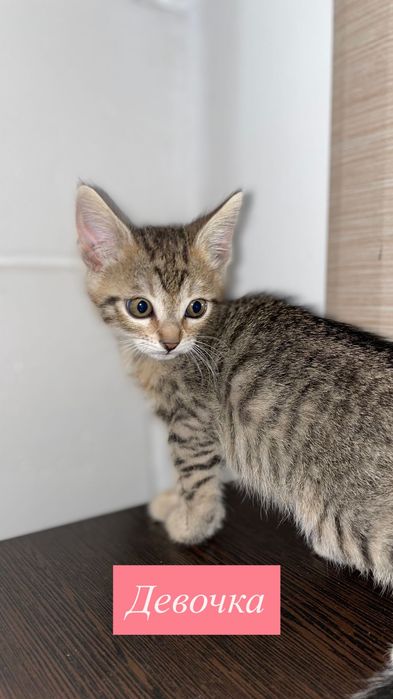 Котята в добрые руки