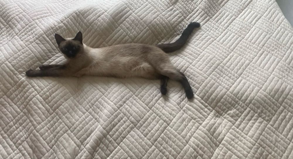 отдам кошку девочка