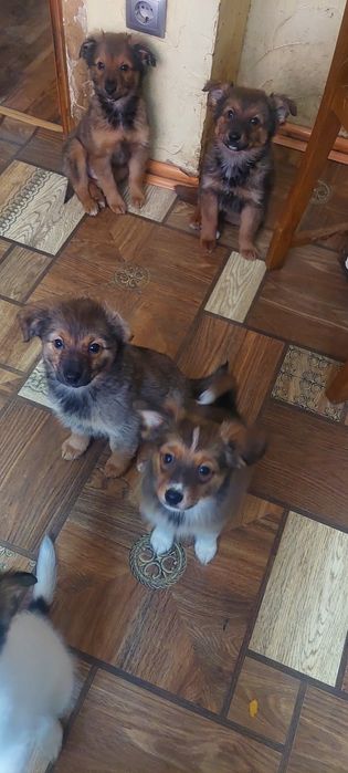 Щенки. 3 месяца. Мальчики и девочки.