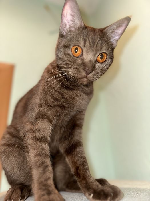 Британка прямоухая