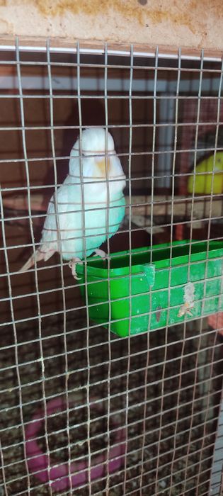 Тути куш сотилади