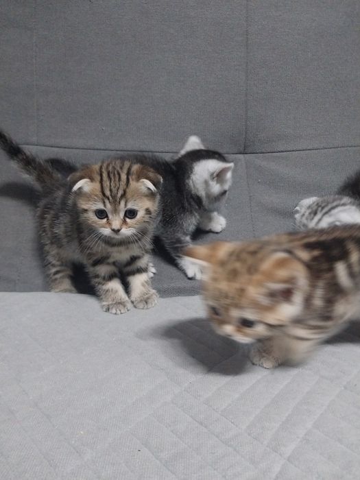 Шотланские котята.