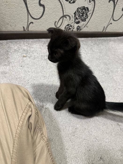 Котенок бесплатно в добрые руки