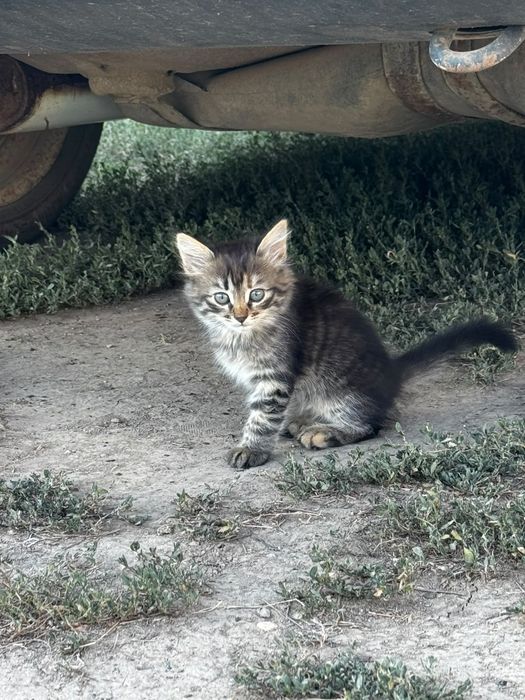 Котят в добрые руки