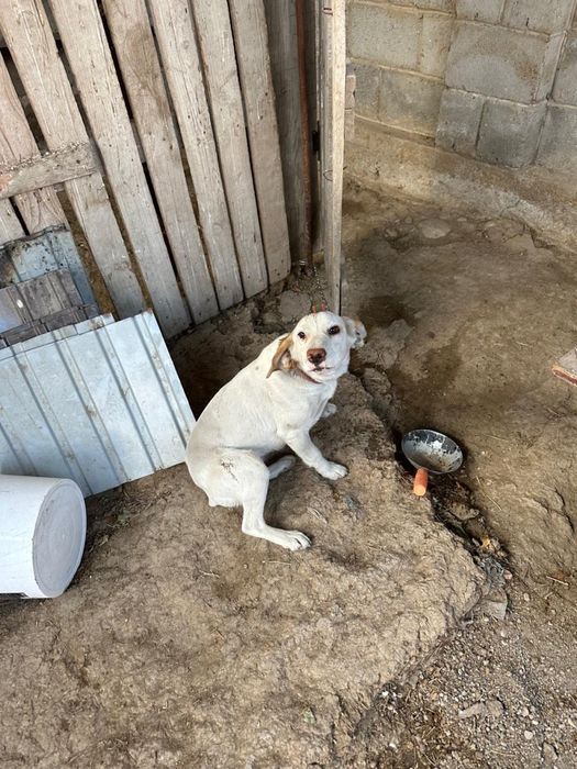 Собака породы Спаниель