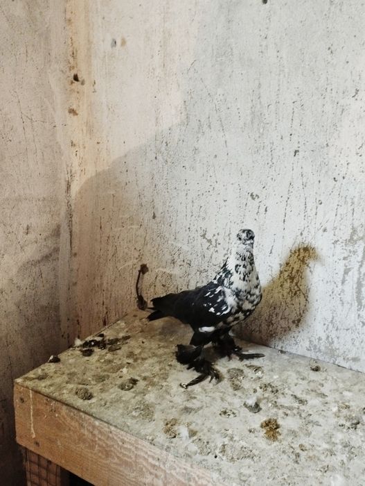 Продам Голубку Сочь или Гульсар