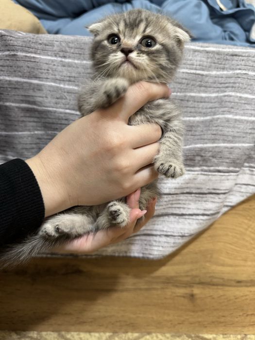 Продаются породистые котята