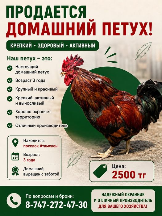 Продам петуха домашнего
