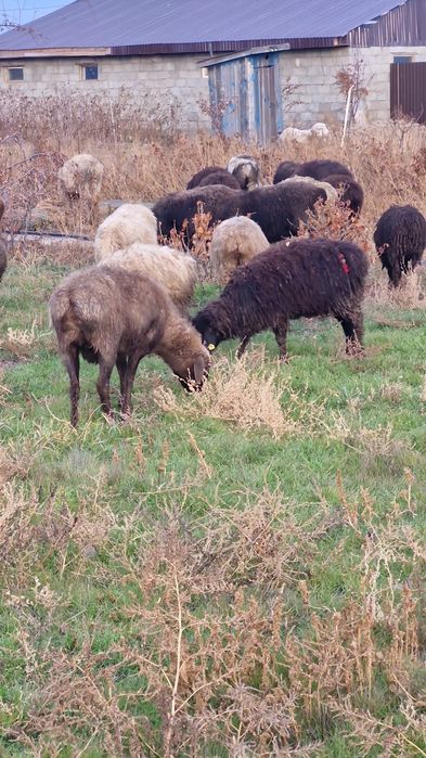 Қой сатамын. Продам баранов