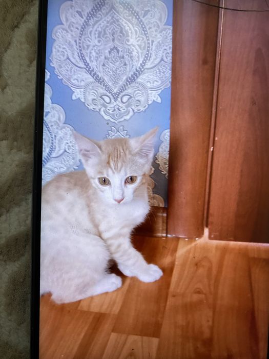 Отдам даром котика
