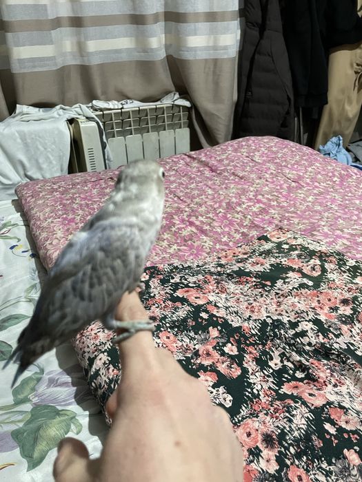 Nerazluchnik ruchnoy