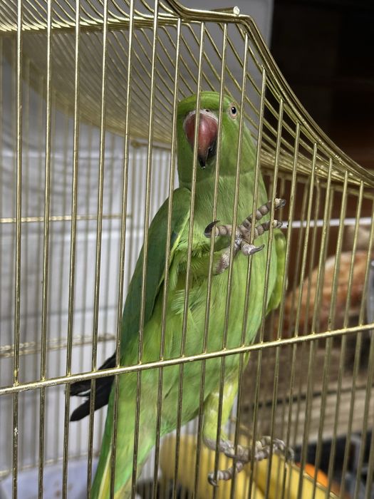 Ожиреловый попугай