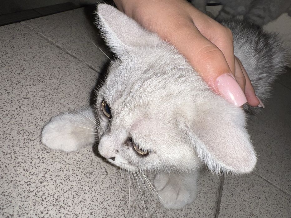 Милый котёнок ищет новый дом